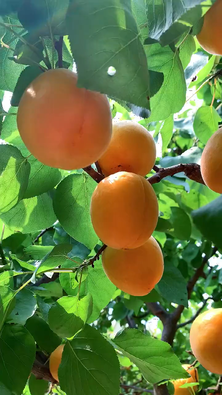 脆吃酸爽,软吃香甜的大黄杏