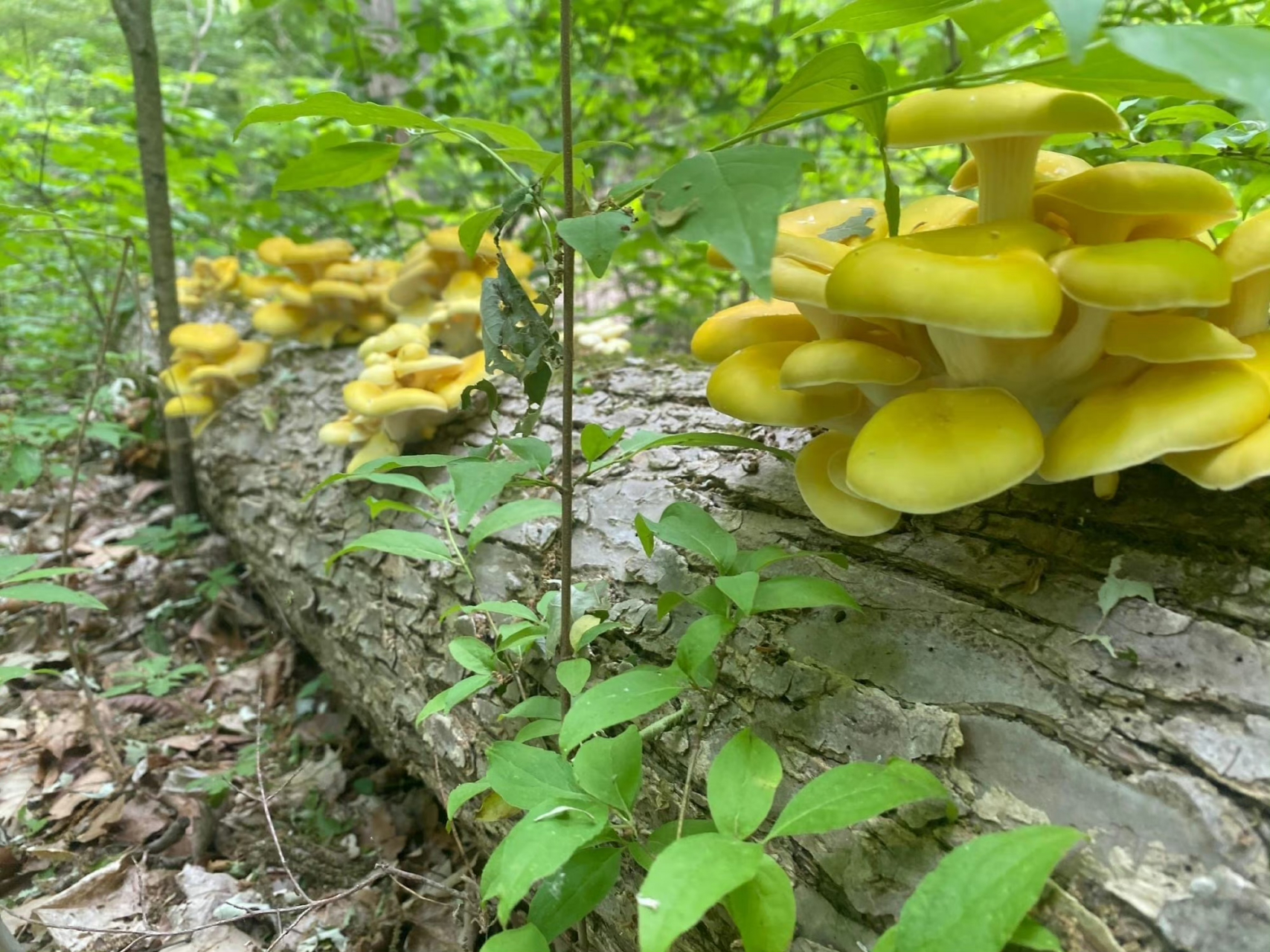 榆黄蘑,品质接近完美.