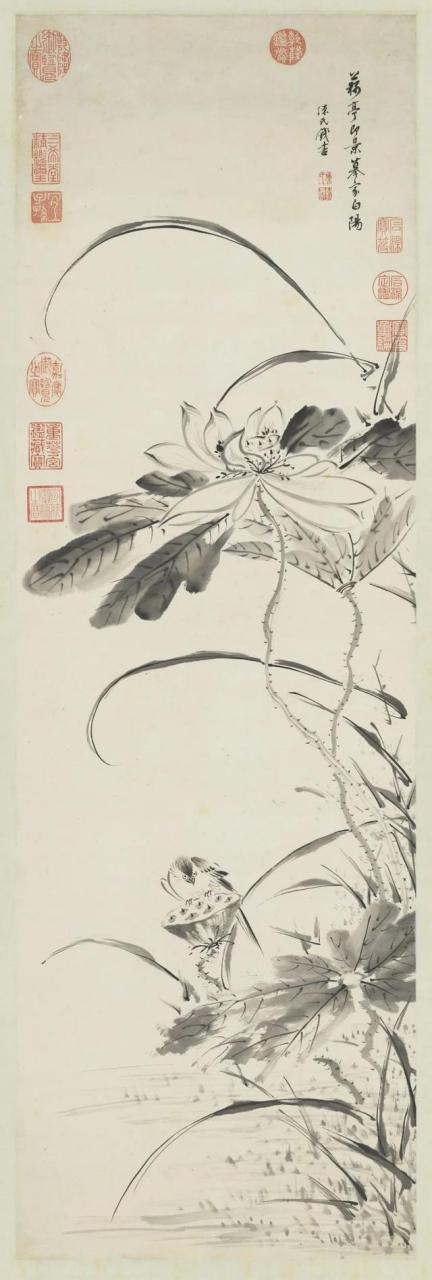 中国花鸟画中的名花卉——莲花【九】明代名家陈淳,唐寅作品欣赏