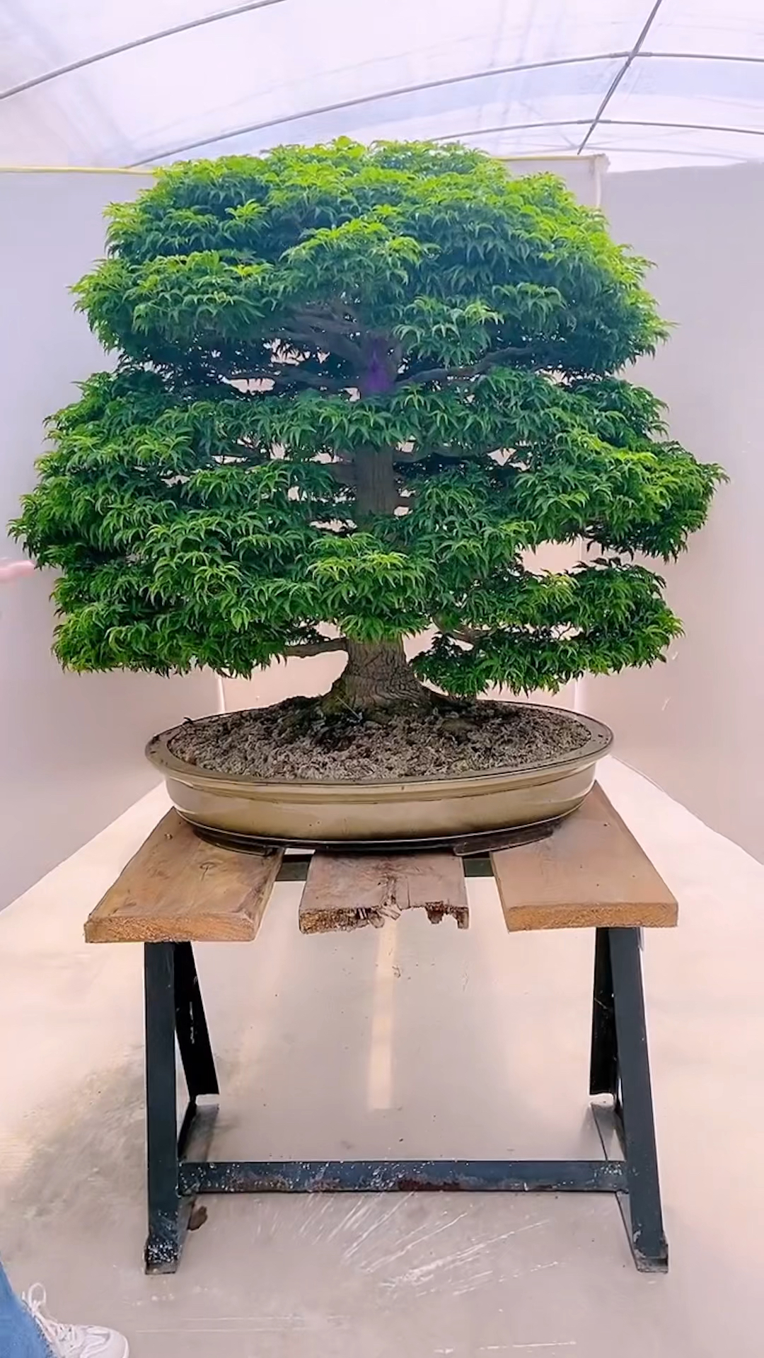 精品狮子头盆景