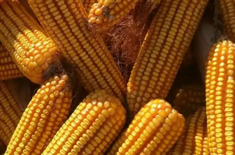 强育h1992玉米种子特征特性