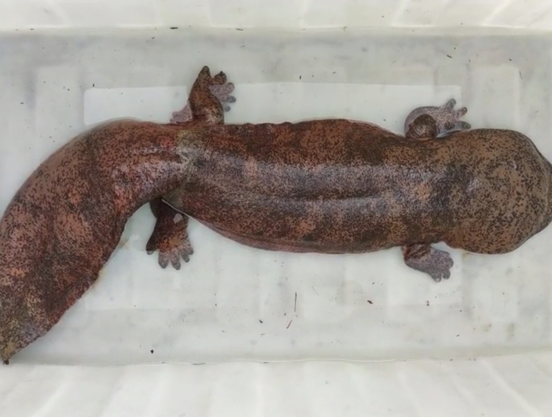 长1.35米,重45斤:宁波溪流发现"巨型"娃娃鱼,脚像婴儿手掌