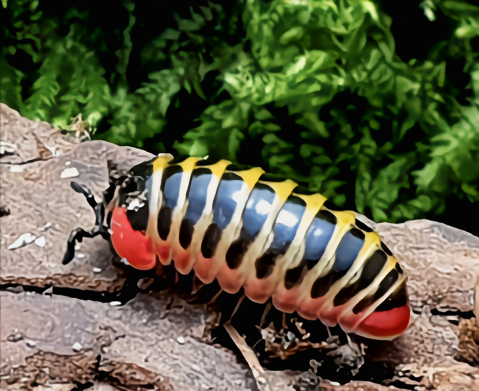 每天认识一种动物——糖果红球马陆 糖果红球马陆别名红球马陆,原产于