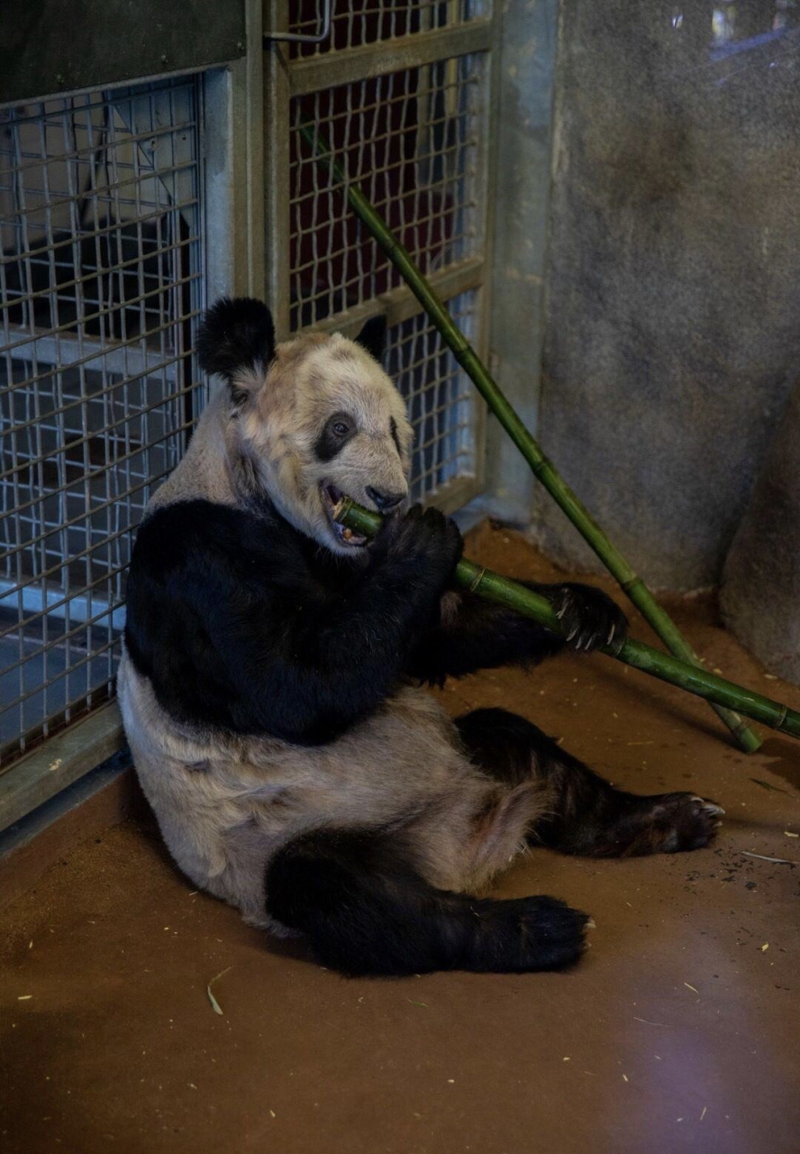 美国熊猫丫丫现状图片