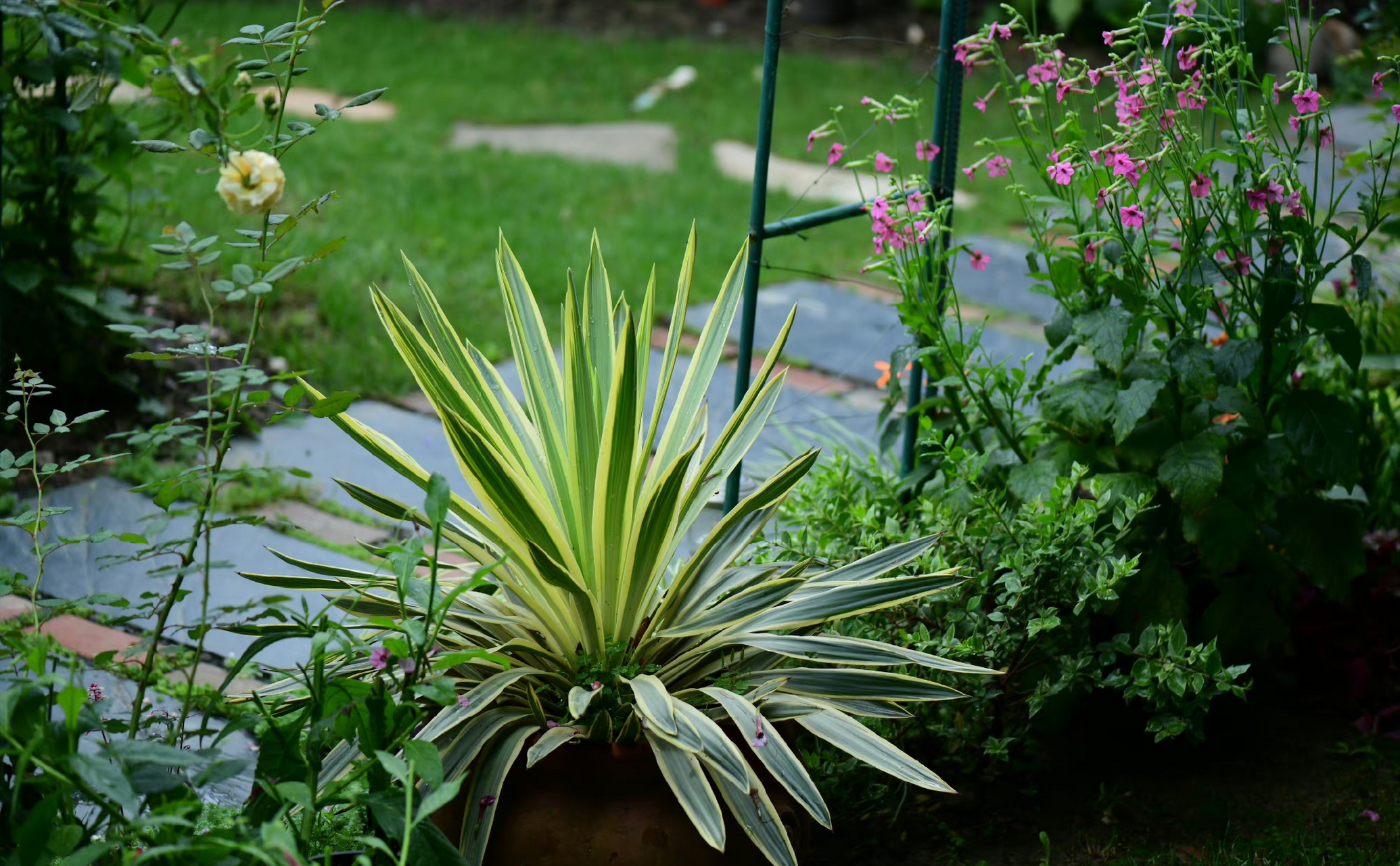 我也有这款金叶丝兰,色彩特别明艳植物.