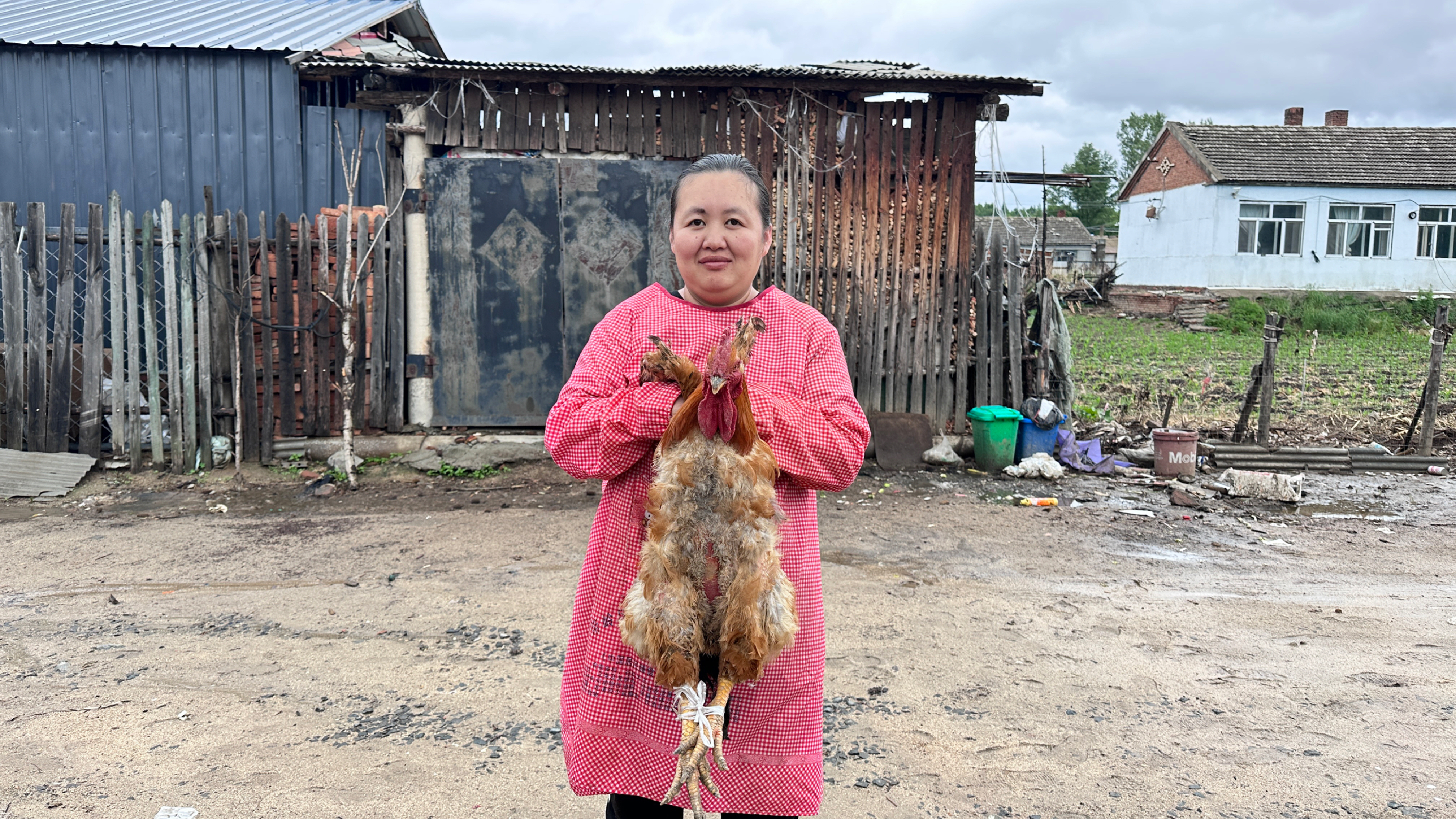 东北连雨天气,广西媳妇做小鸡炖蘑菇,全家人围坐热炕吃的真得劲