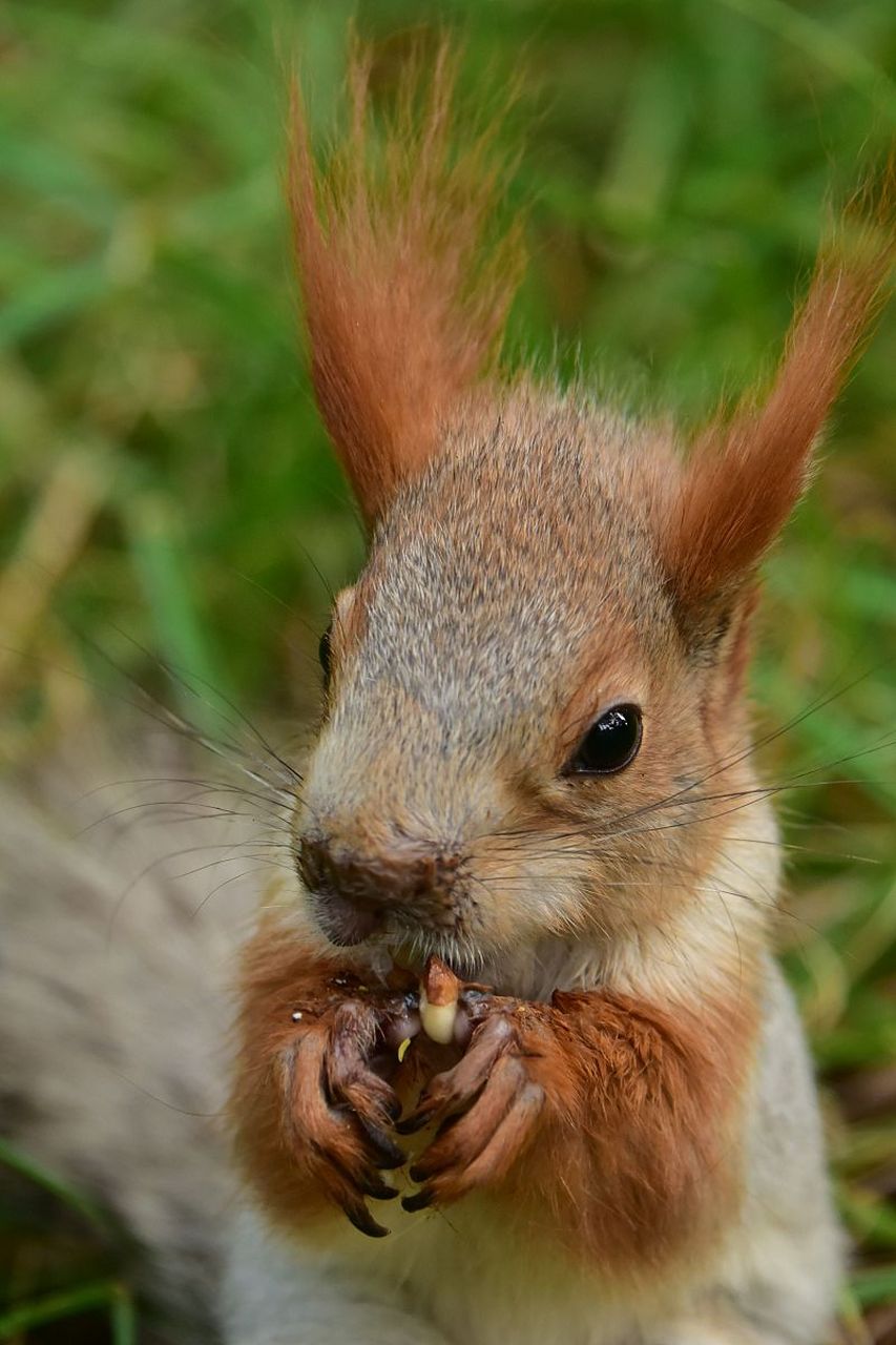 雪地松鼠是一种独特而美丽的动物,它们生活在寒冷的北方森林中.