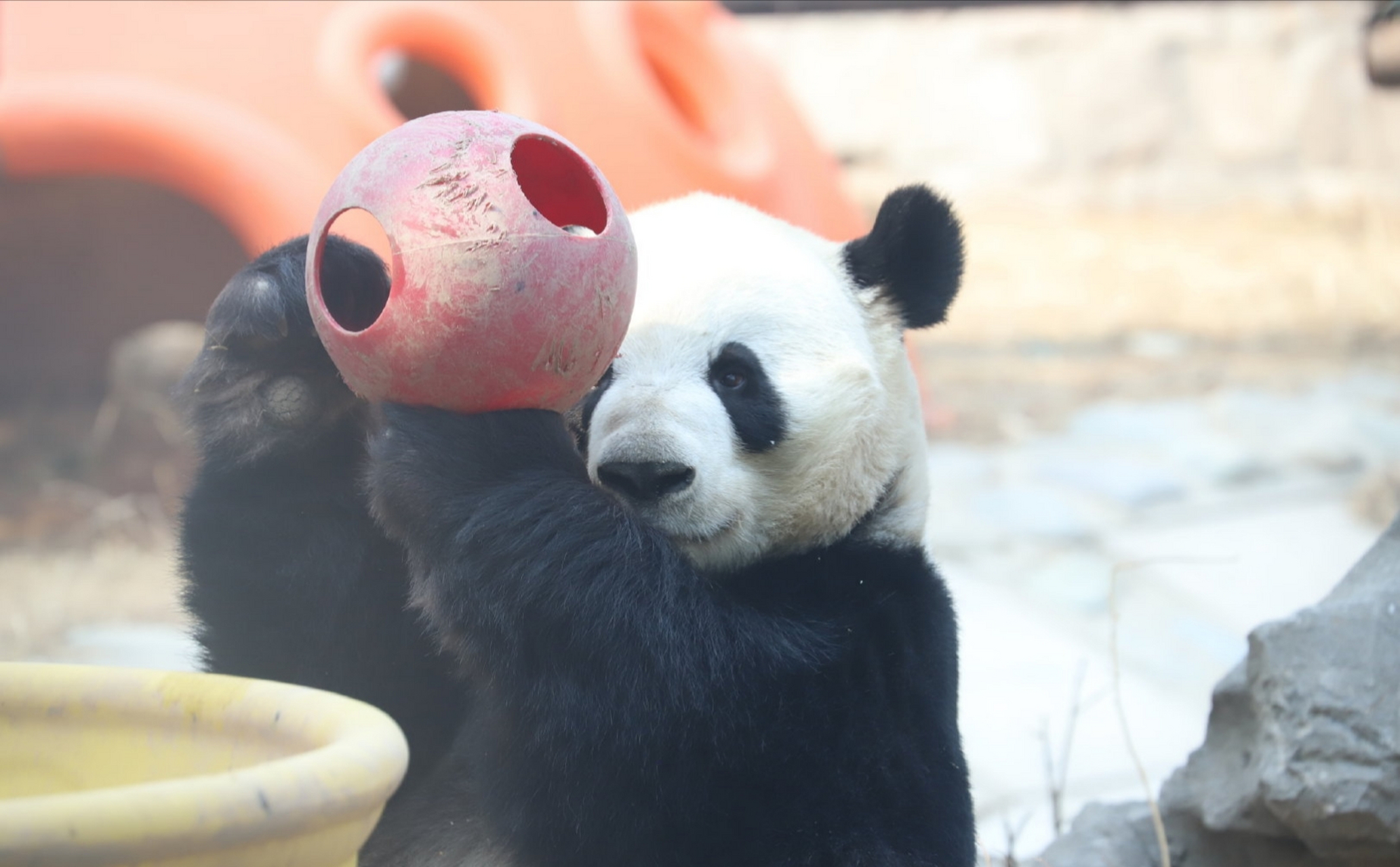 五一过后的萌兰,开启了上学模式#大熊猫萌兰