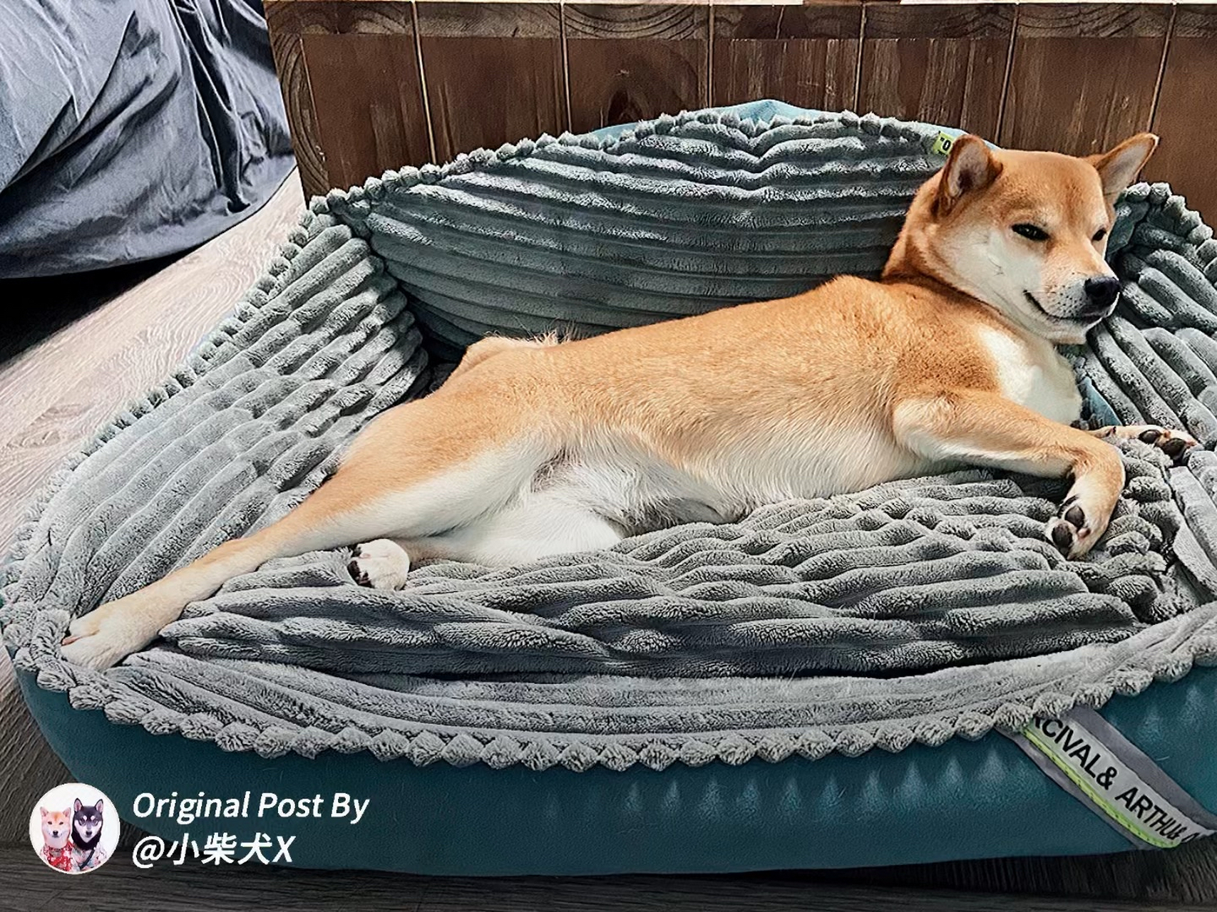 小柴犬秀大长腿,还真挺长的  这小u,睡觉就好好睡觉,还把这腿伸得那么