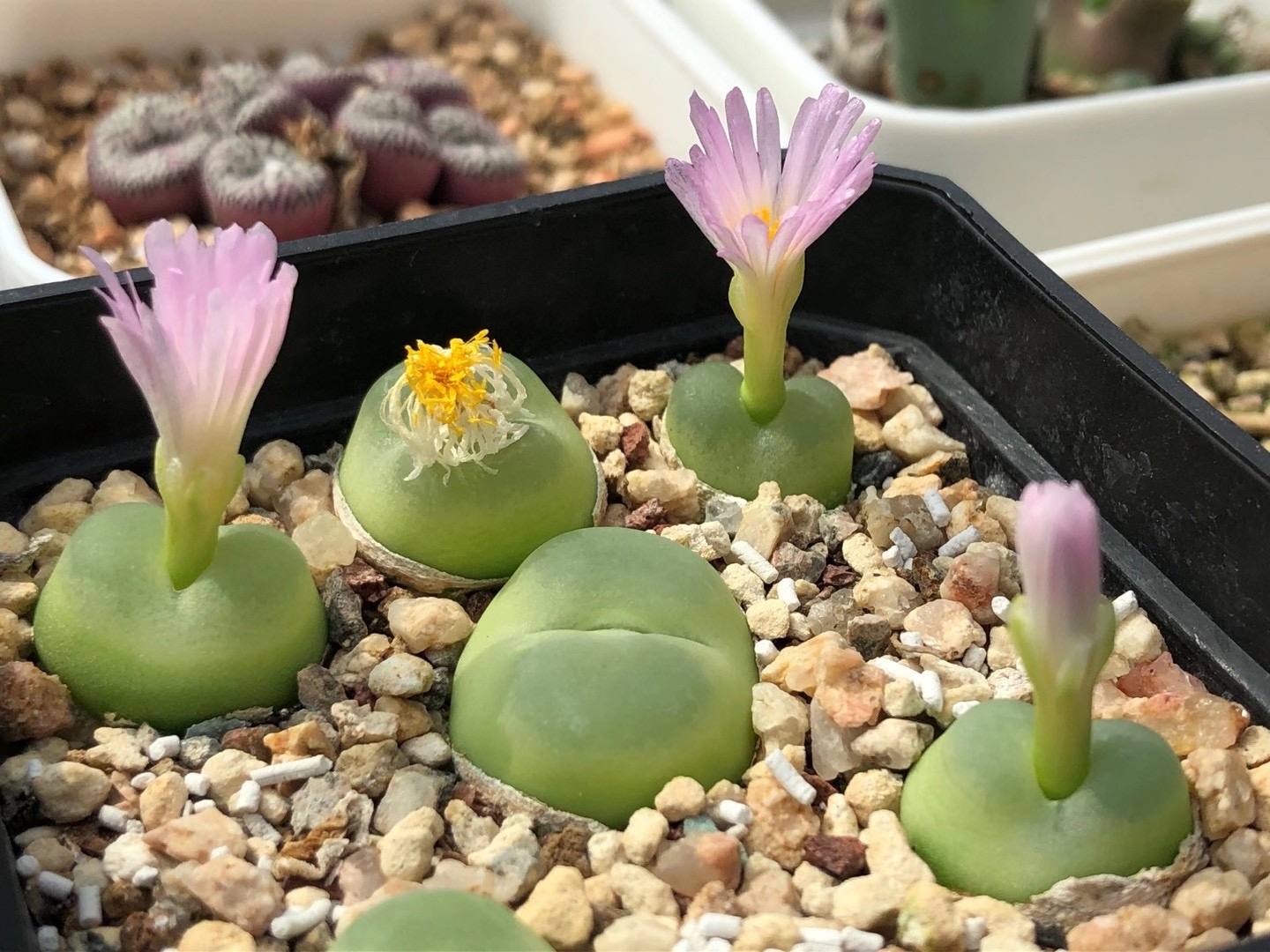 多肉植物肉锥花之拉登