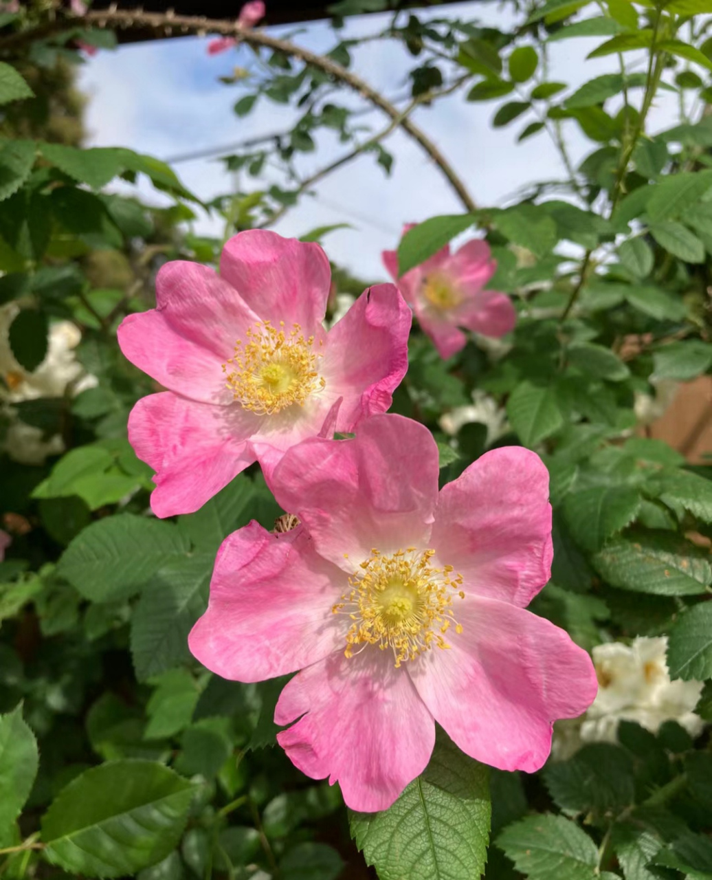 粉色的小花图片及名称图片