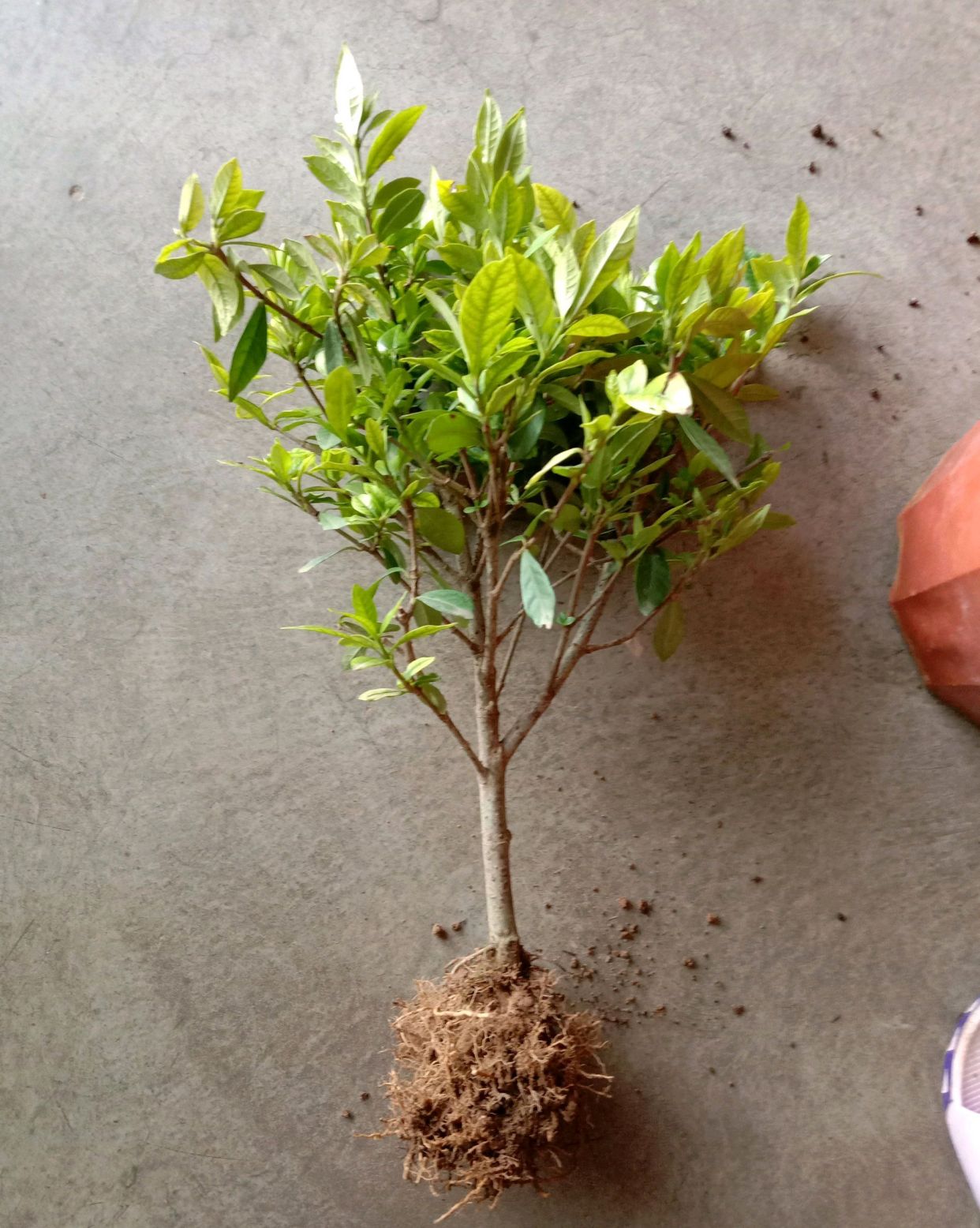 小叶栀子花一年开几次花(小叶栀子花一年开几次花,什么时候开花)