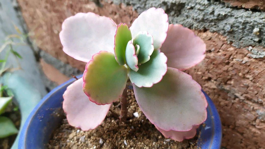 夏型种的多肉植物有哪些?根据实际养护情况告诉你,一起来看看