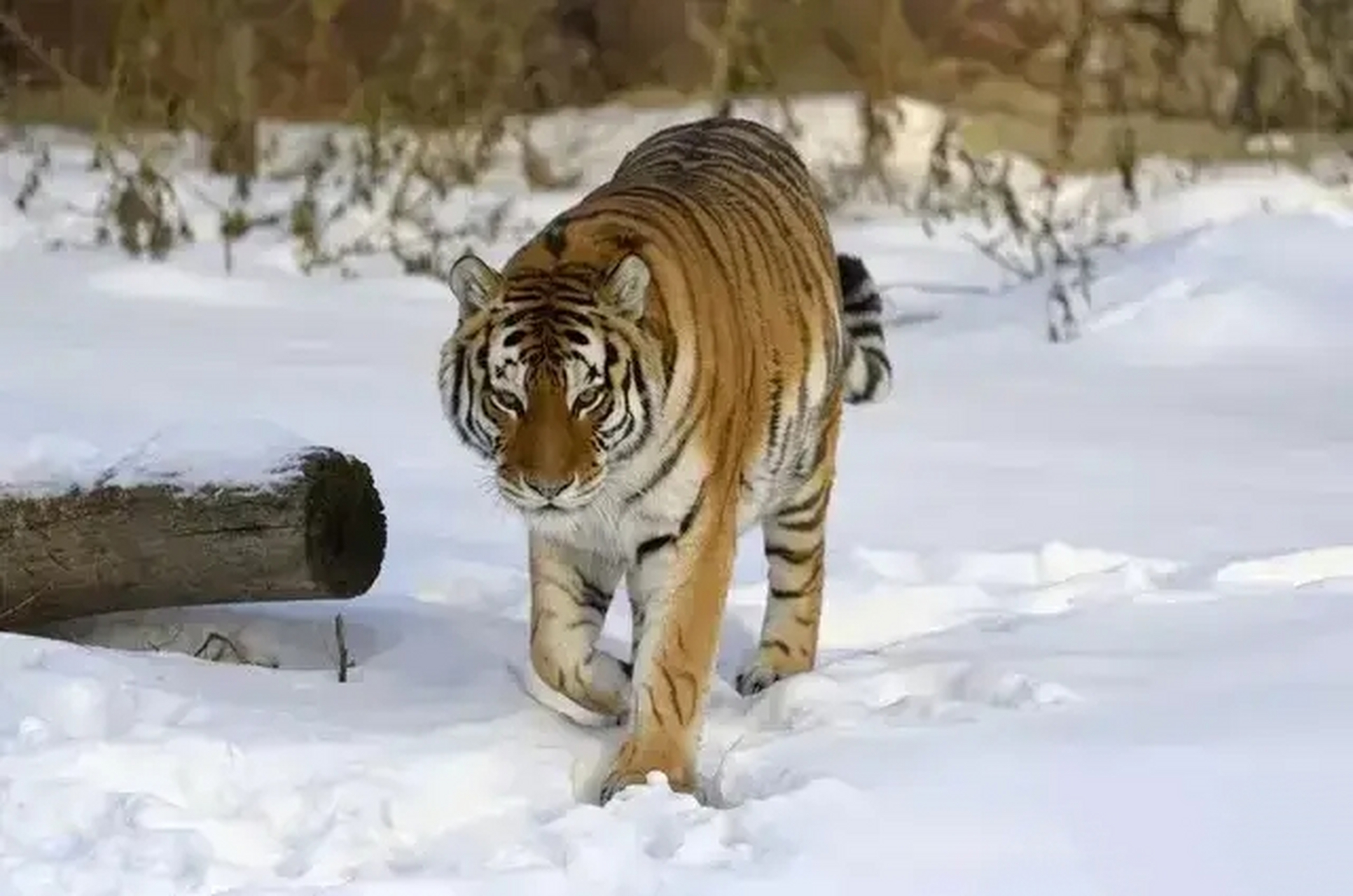 近日有个通知,让生活在黑龙江虎林市部分区域的人担惊受怕,发生了什么