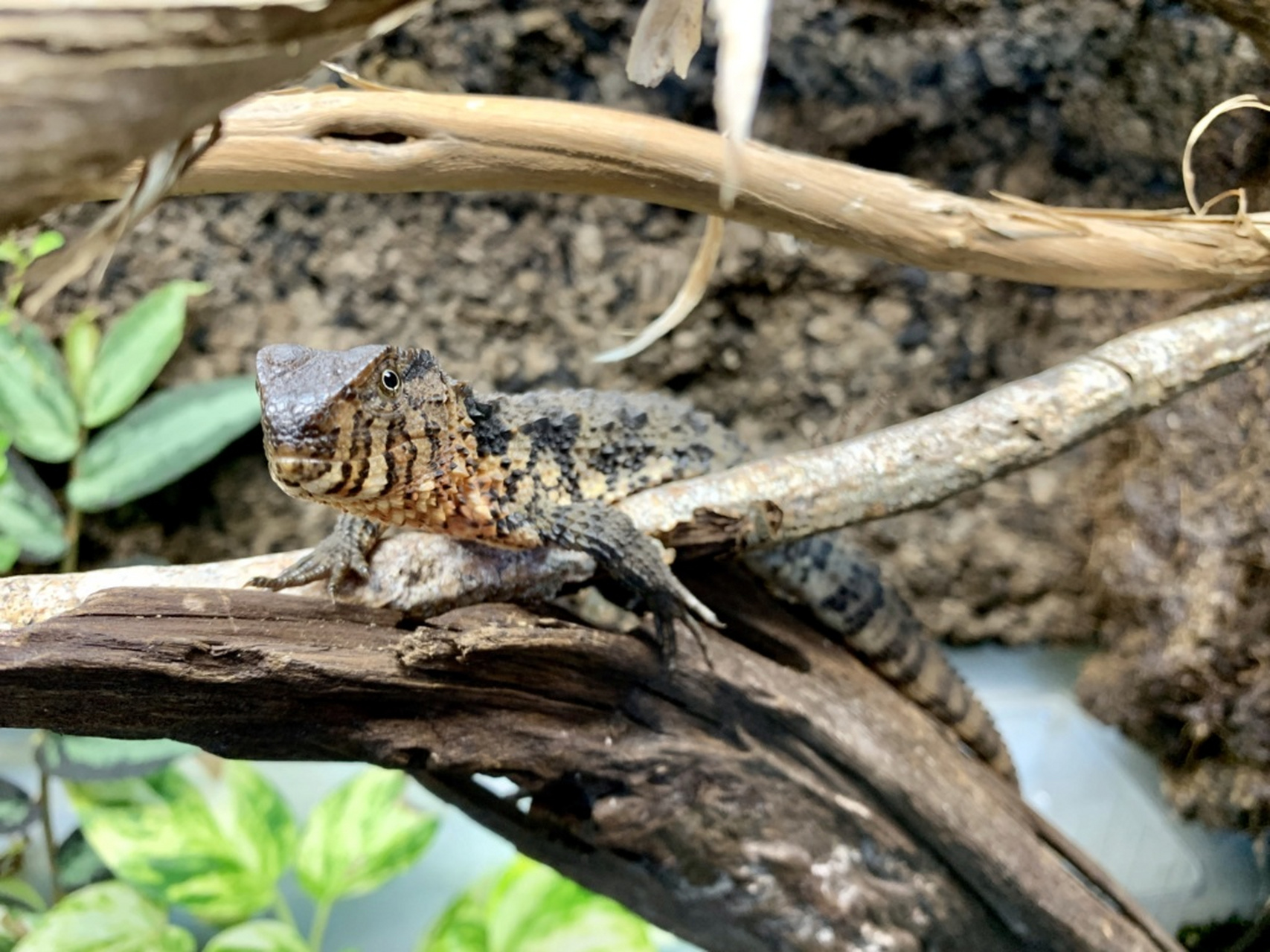 国家一级保护动物——鳄蜥  鳄蜥(shinisaurus crocodilurus)为单型科