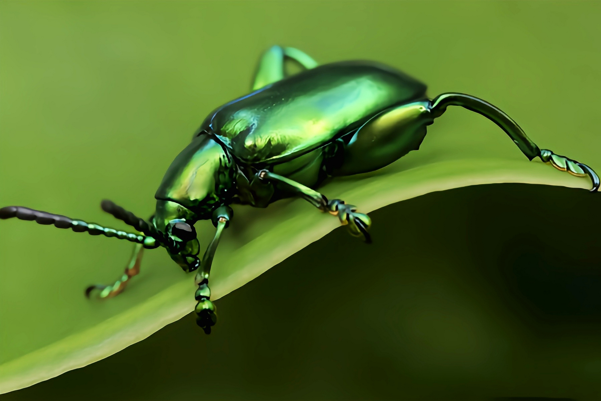 每天认识一种昆虫——紫茎甲 紫茎甲别名葛紫茎甲,曲茎叶甲,是鞘翅目