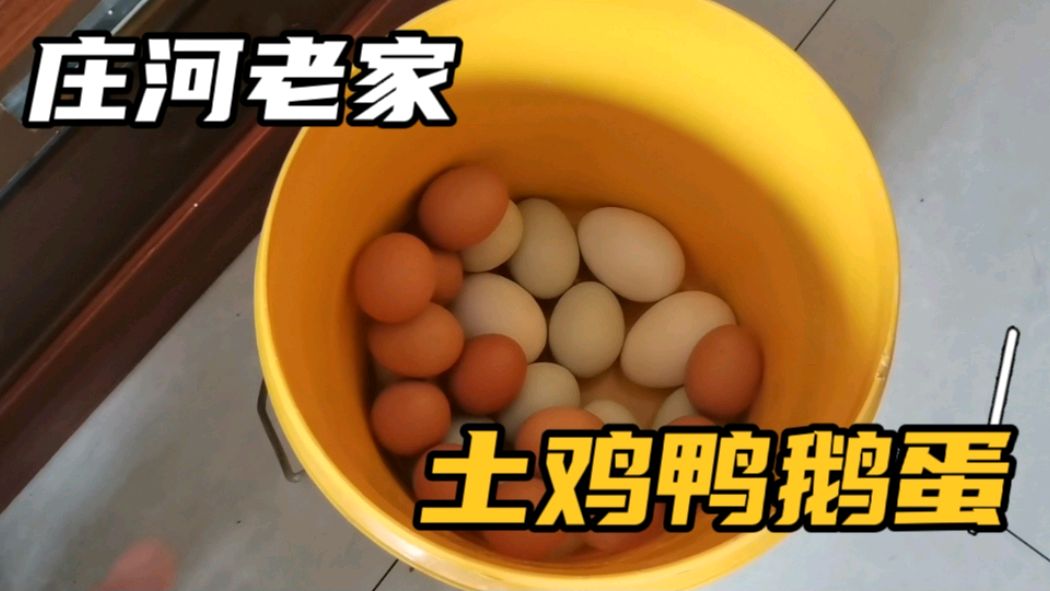 老家带了很多土特产,鸡鸭鹅蛋还有花生和南瓜,一个月不用买菜了