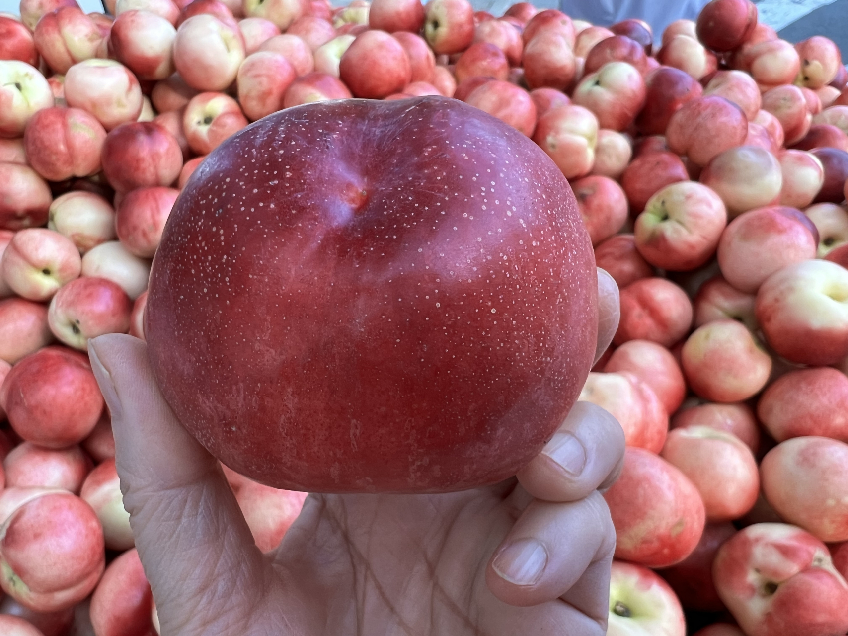 随着兰州本地水果陆续上市,今天兰州的水果大降价,新品种苹果桃一斤