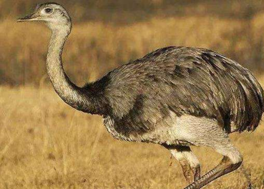世界上最大的鸟类图片