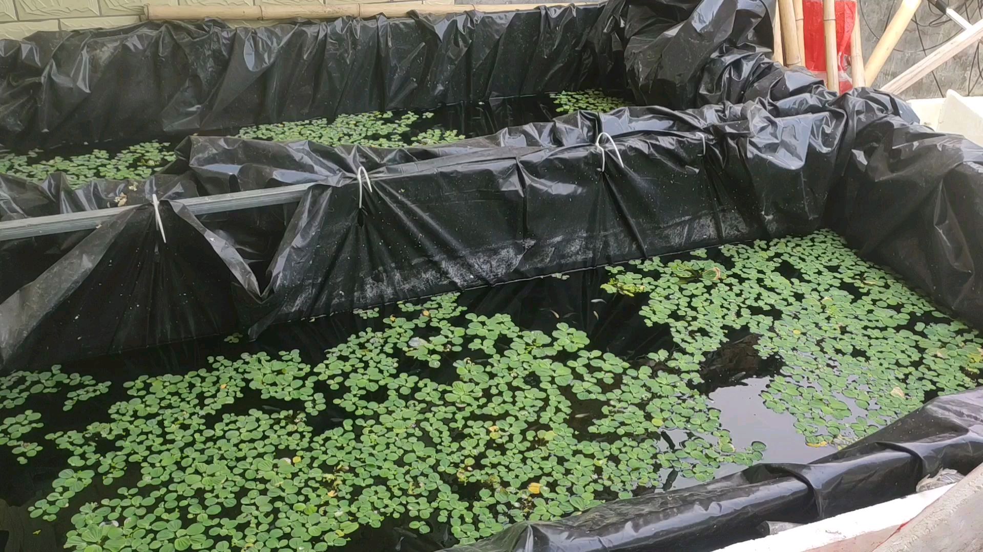 鱼池群养的澳火繁殖小鱼苗出来了,有点很意外,还寄了四份斗鱼