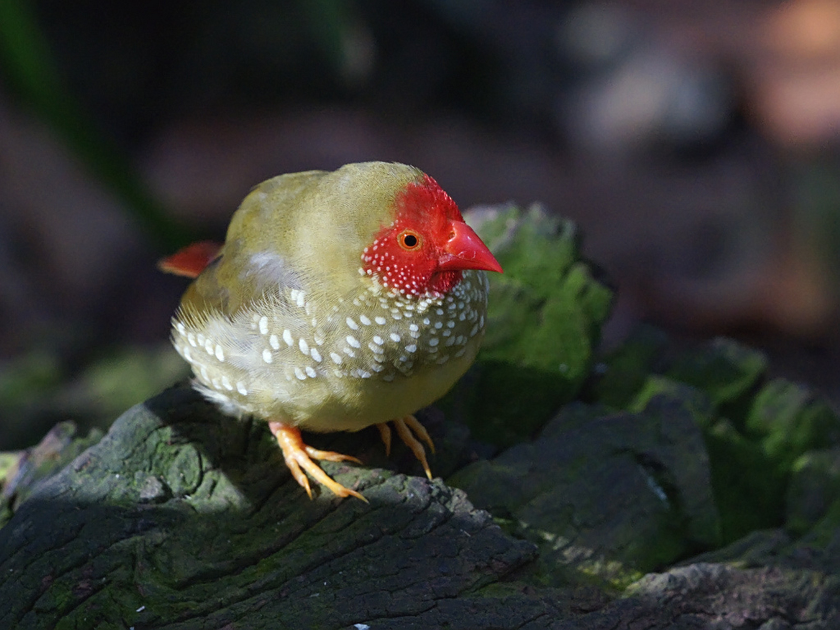 星鸟又名星文鸟,是梅花雀科的小型鸟类,体长12厘米左右,平均体重约为