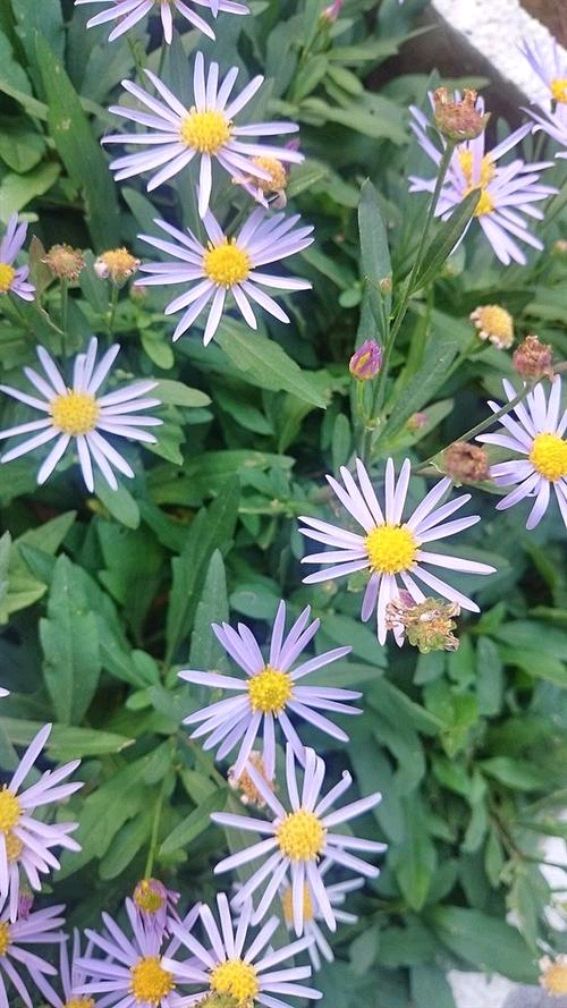 马兰头是一种怎样的植物?