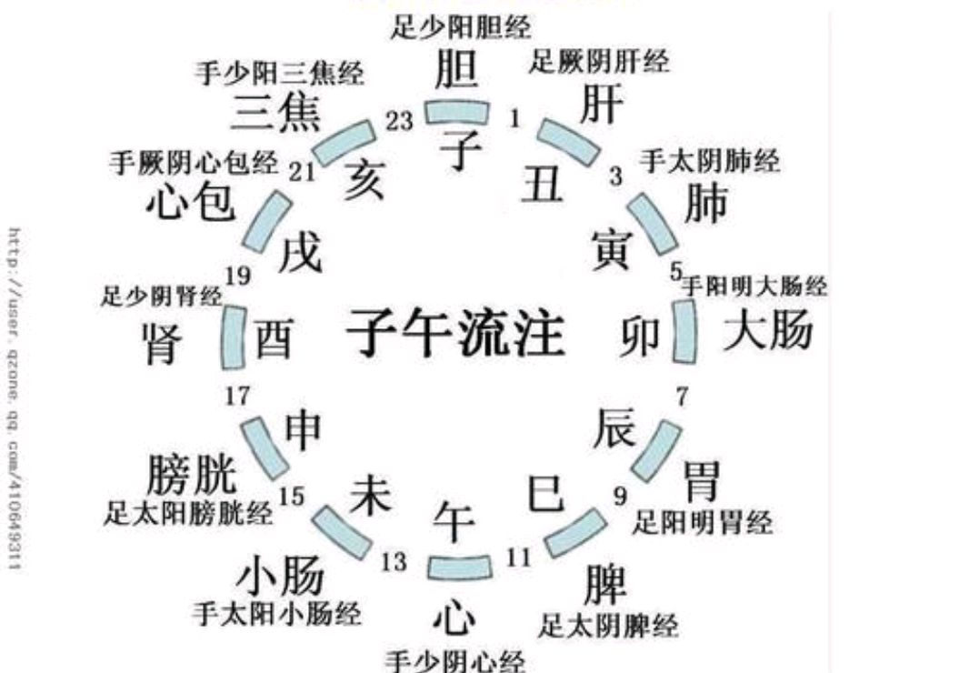 人体生物钟表图片