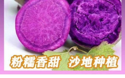 【拼多多】微信扫图片马沙地紫薯5斤【7.9】厨房架子置