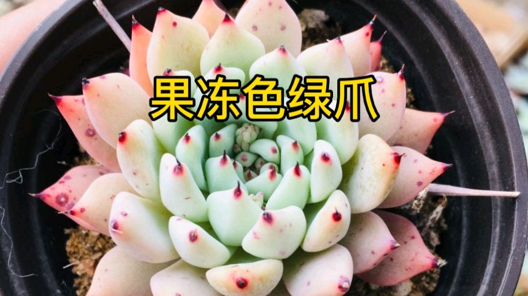 带爪子的绿爪多肉特别可爱,养护注意这几点,养出粉黄果冻色