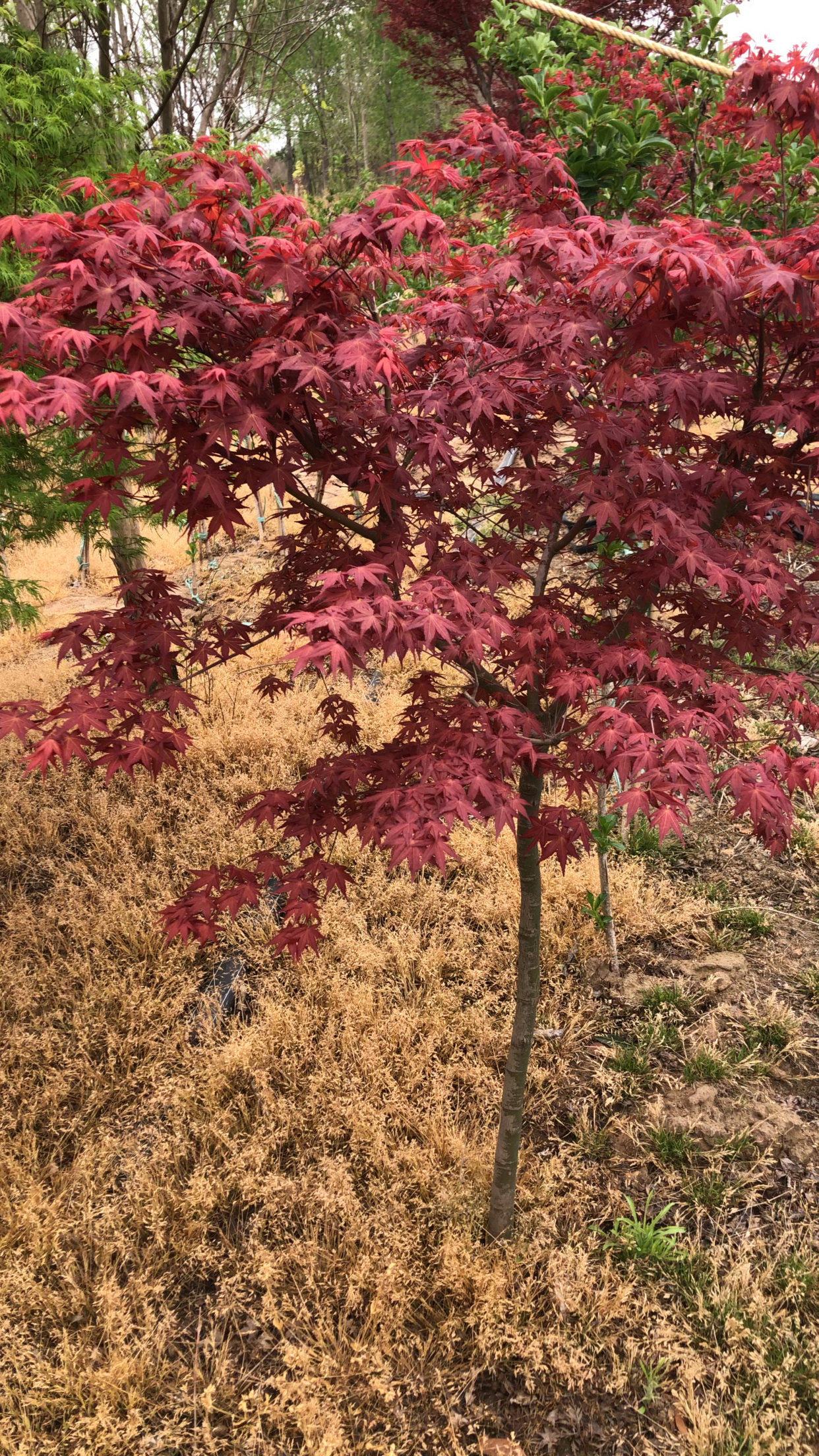 红舞姬品种红枫每年都是畅销前三名可见受欢迎程度