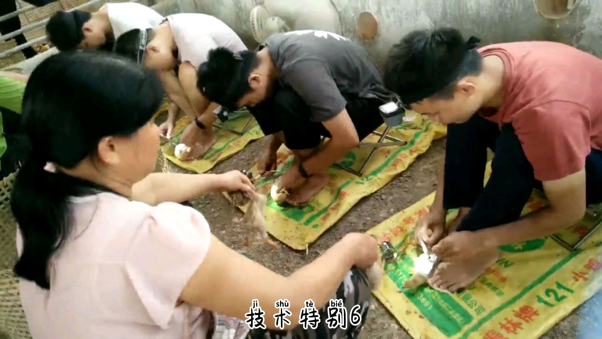 农村阉鸡过程,阉鸡师傅技术很牛,特别是穿黑衣服的小伙!