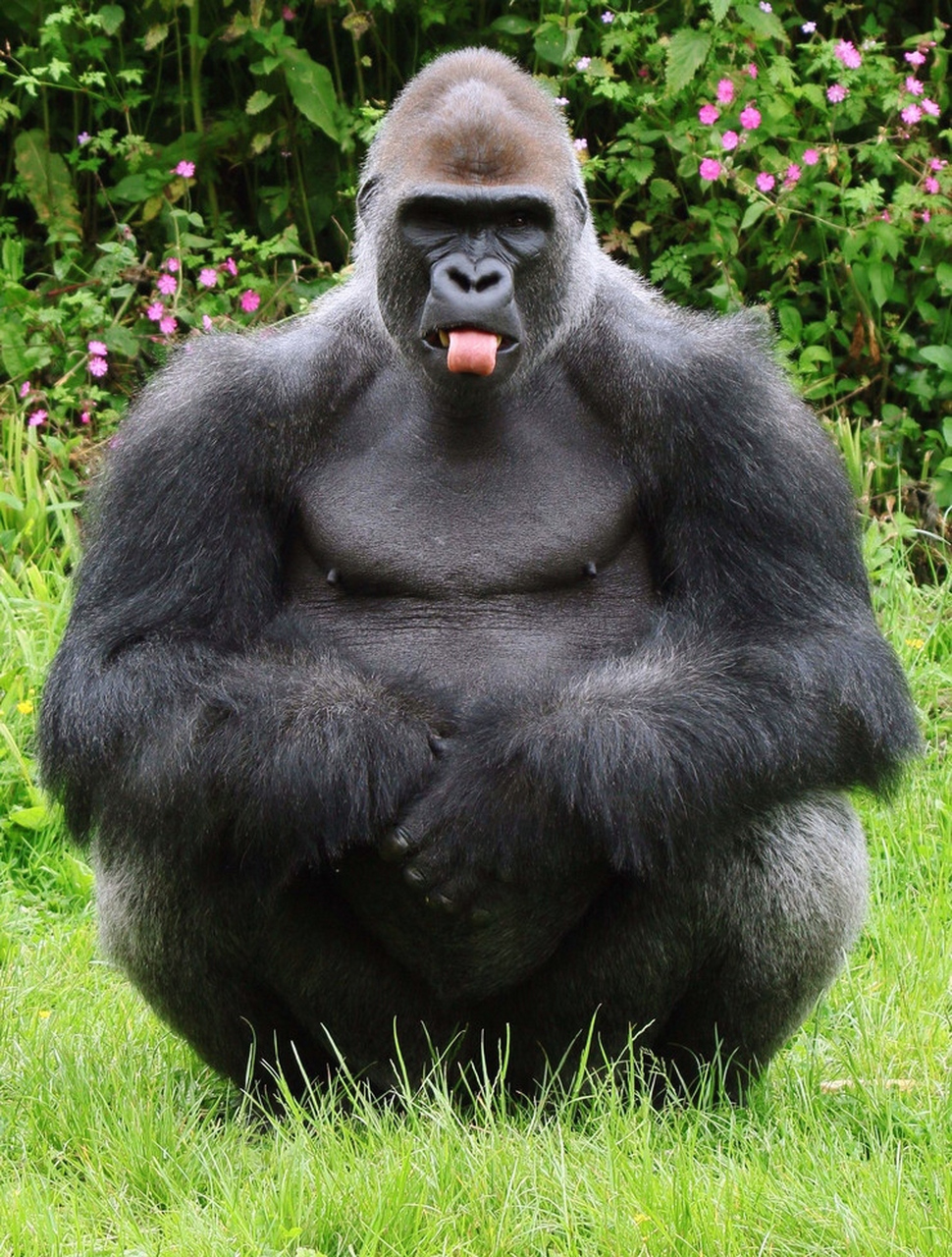 大猩猩搞怪表情系列,太逗了.#趣图搞笑# #动物趣图