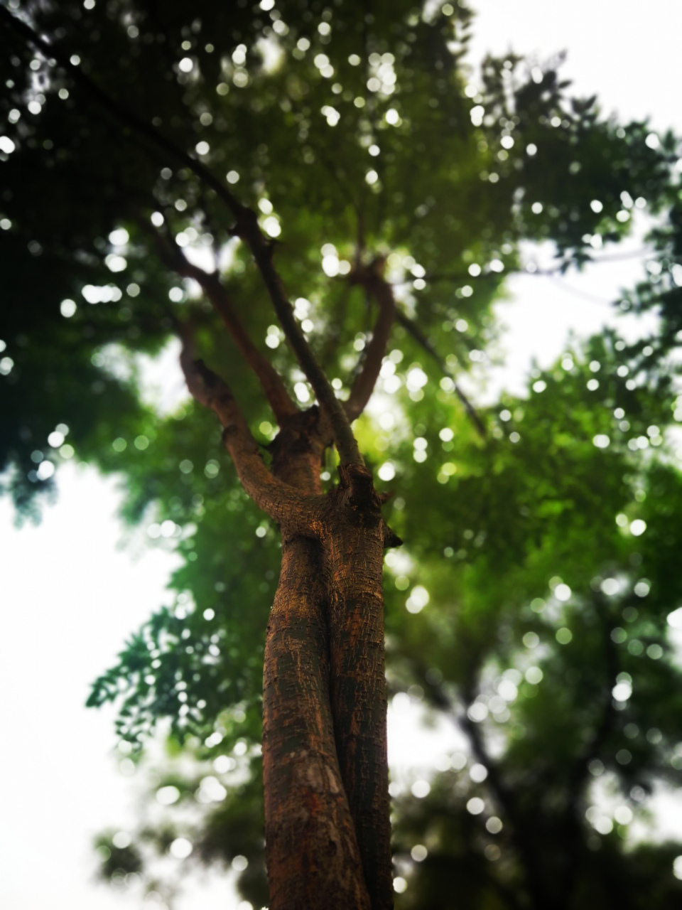 这是路边互相依靠在一起的两棵树,似情侣般的拥抱在一起,窥人间人来人