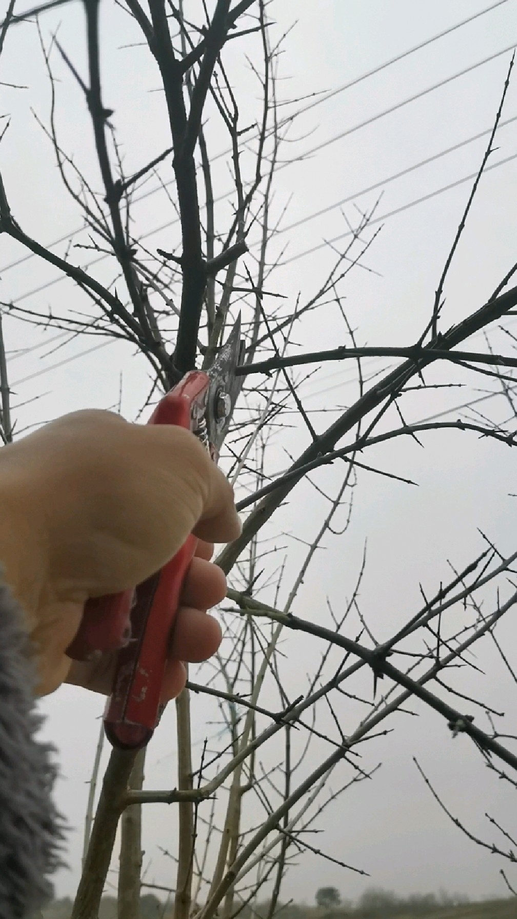 石榴树冬季修剪技术图片
