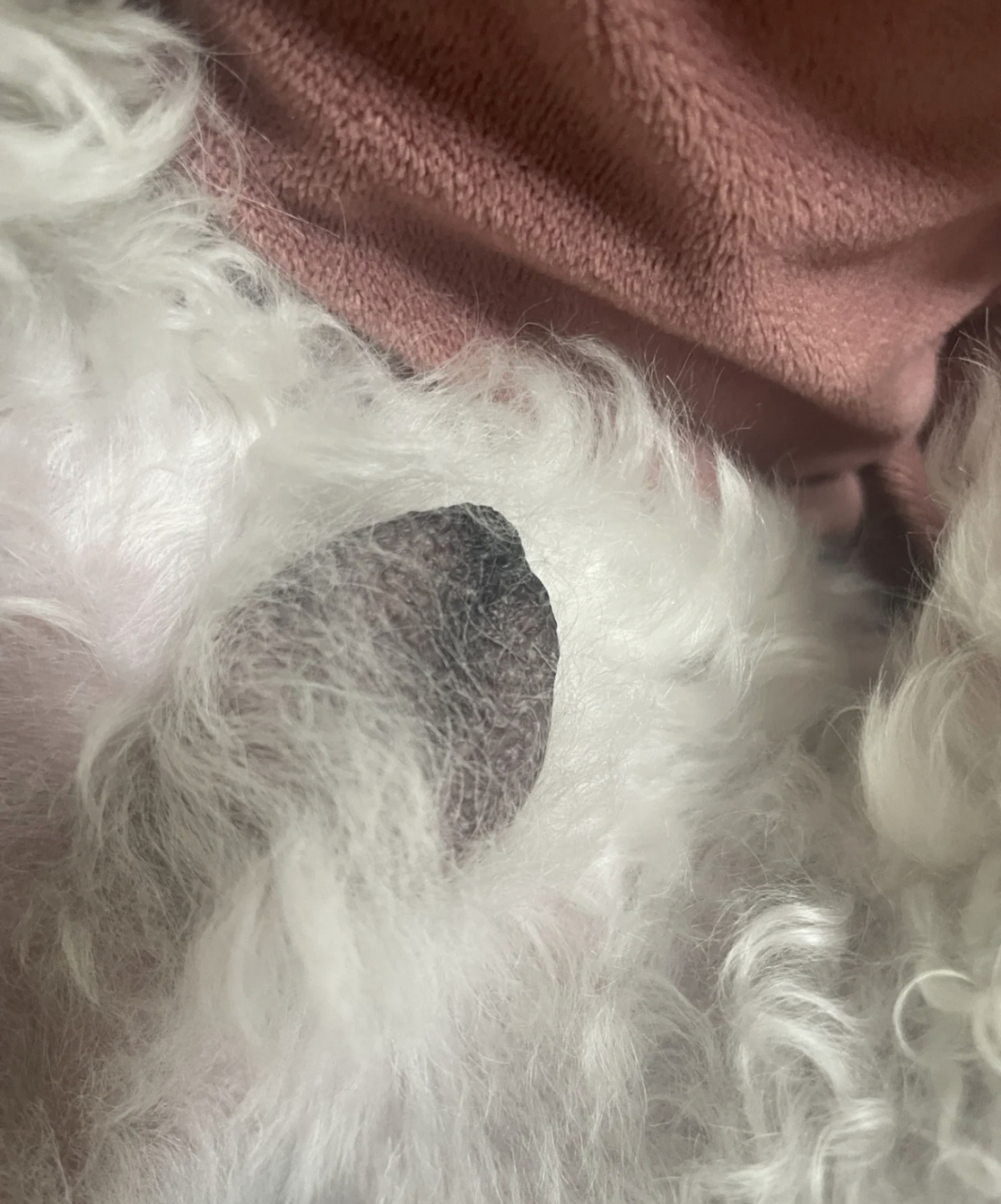 比熊这么黑的蛋蛋正常吗?