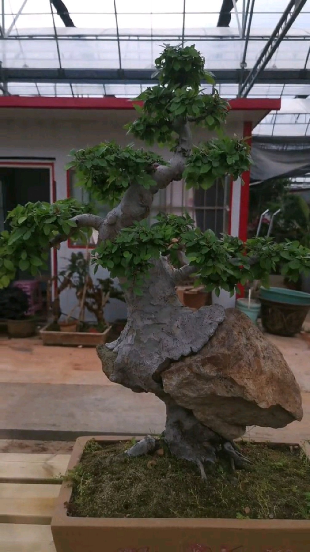 我的抱石榆树盆景