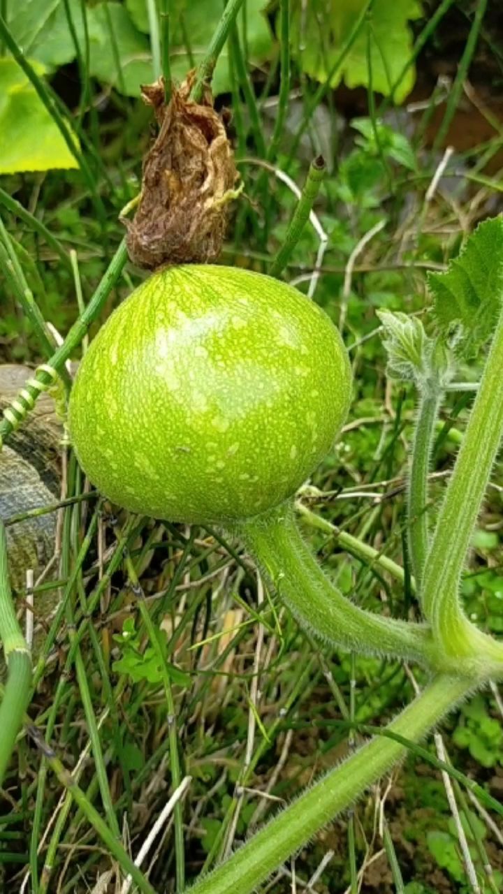 这段时间农村里的菜除了瓜就是豆,都吃腻了,有没有同感?