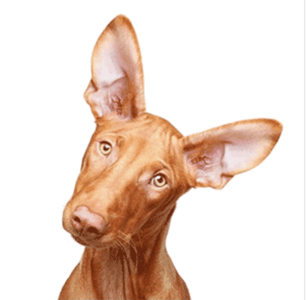 每天认识一种狗之法老王猎犬pharaoh hound