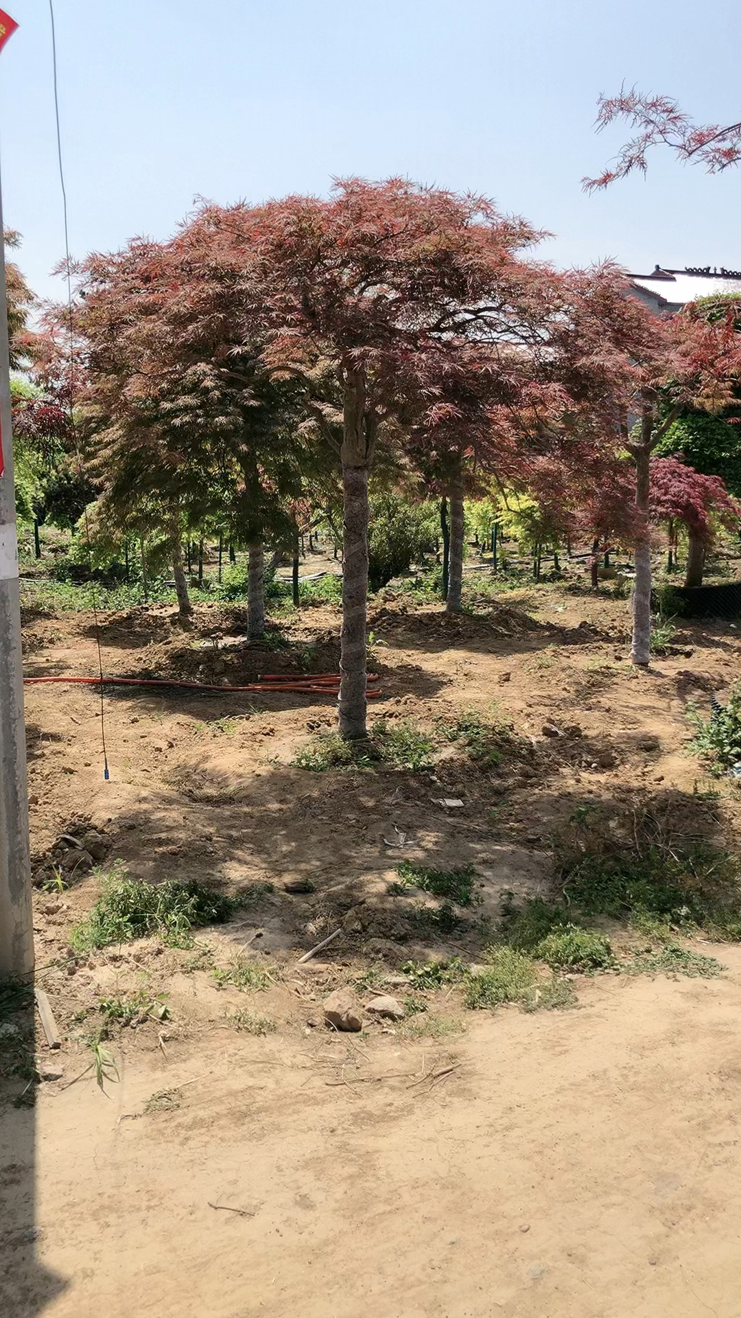 精品羽毛枫盆景