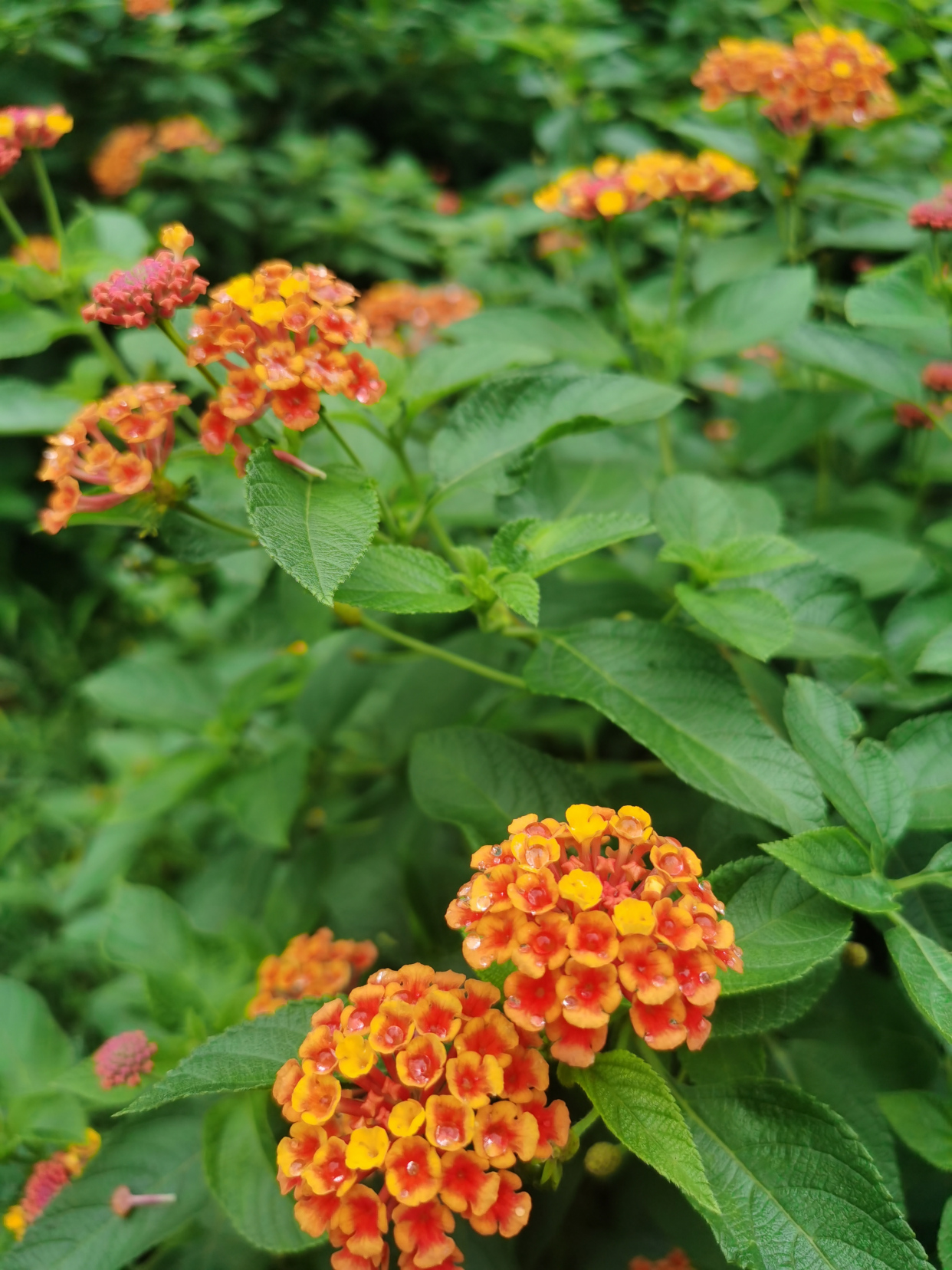 照母山植物园的秋天