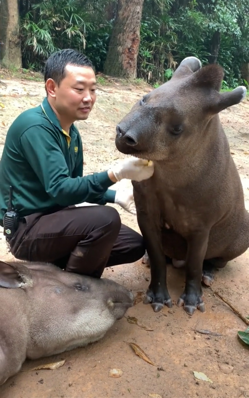 这个四不像是什么啊,看着还挺可爱的.