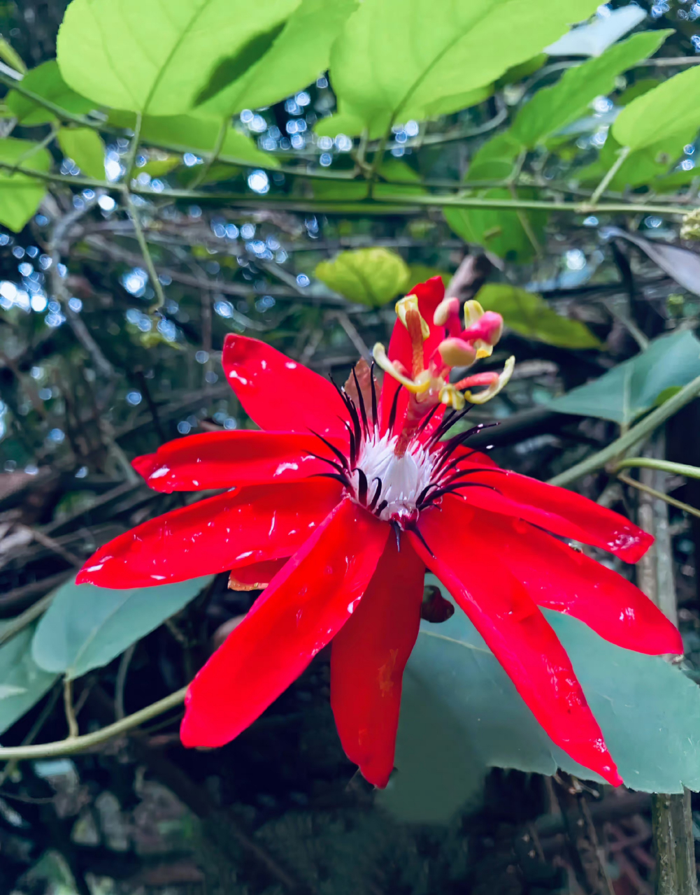 红花西番莲,鲜花盛开红艳艳,别致花形好艳红!竖立状奇特花芯!好美喔!