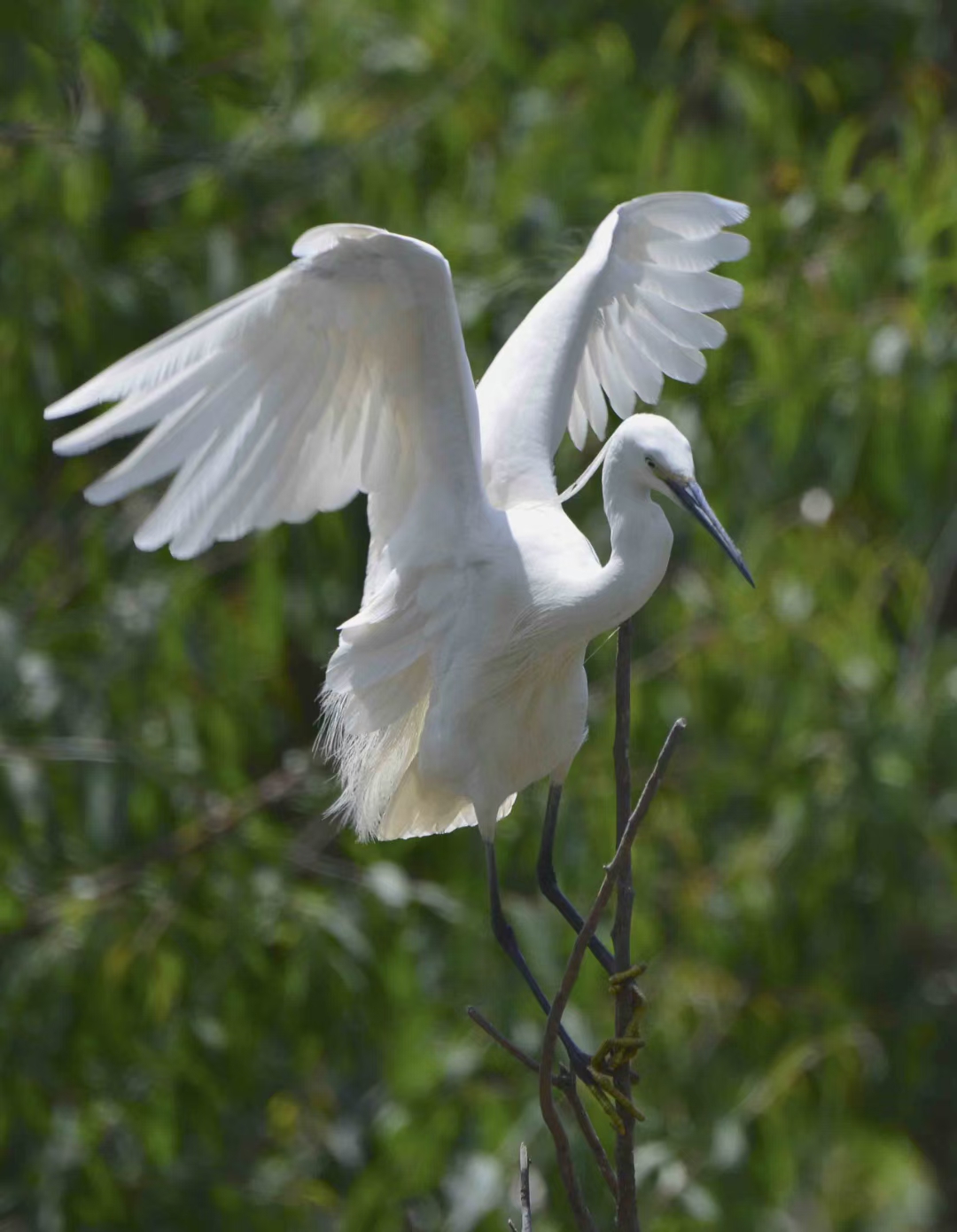 偶遇小白鹭,真的太可爱了,好想带回家养呀!