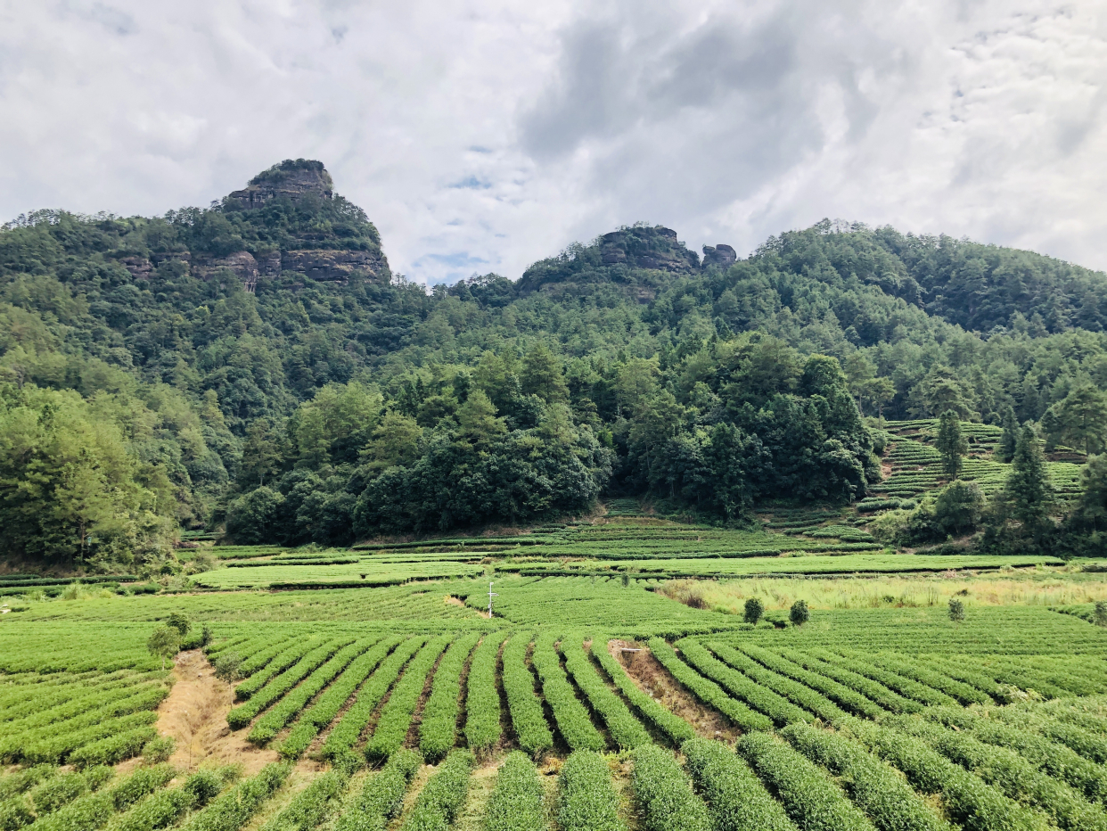 武夷岩茶核心产区星村镇燕子窠,为探访一片神秘的东方树叶