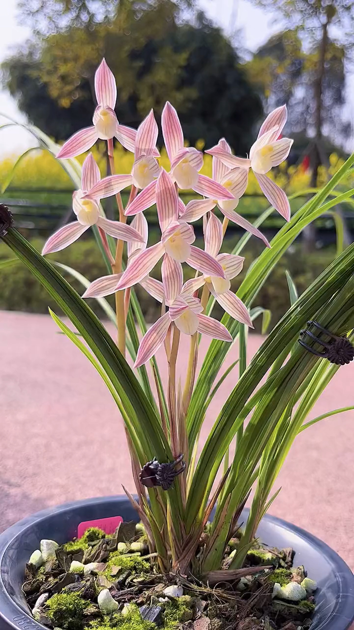 莲瓣兰人面桃花犹如仙境般的美丽