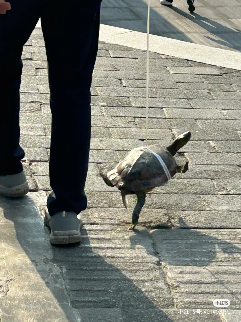 一大爷在遛乌龟