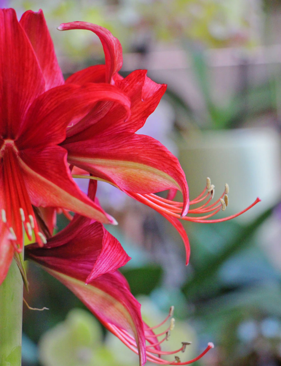 朱顶红 拉巴斯 依然是细瓣长蕊的典型代表.