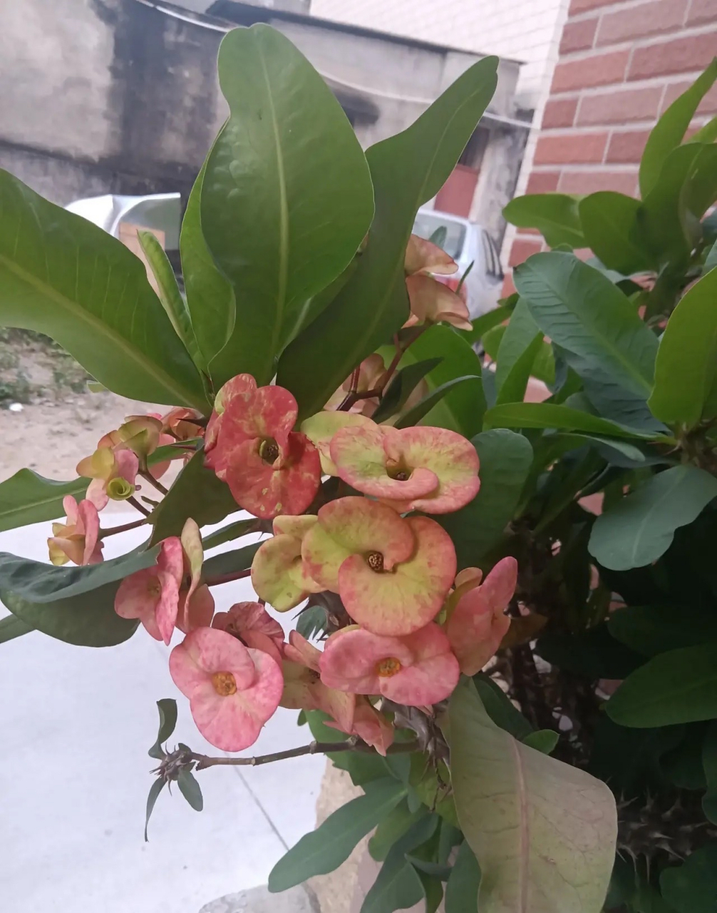 正睡中午觉,突然听到邻居家在吵架,振天响,无奈穿上拖鞋走出阳台仔细