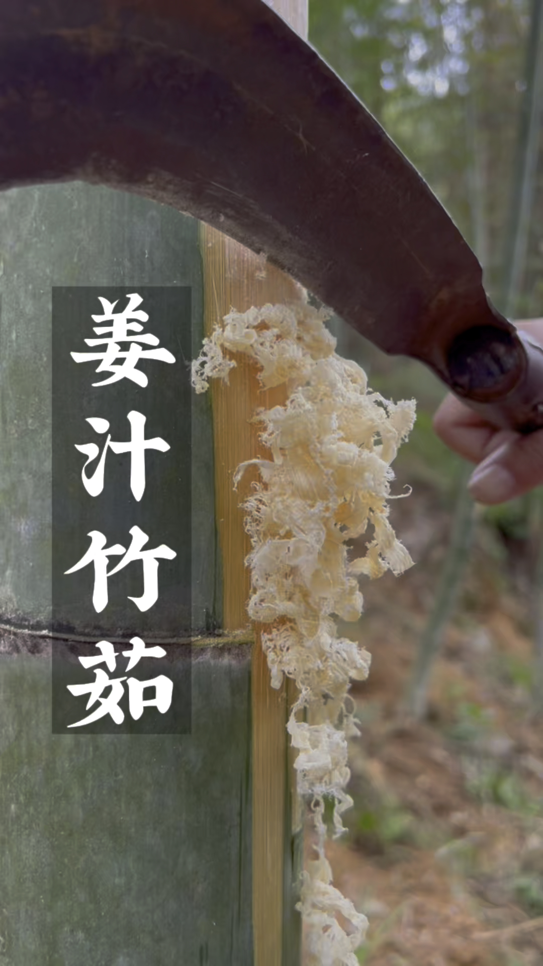 古法技艺姜竹茹竹皮底下第二层刮取新鲜竹茹姜汁润之小火焙至微黄即可