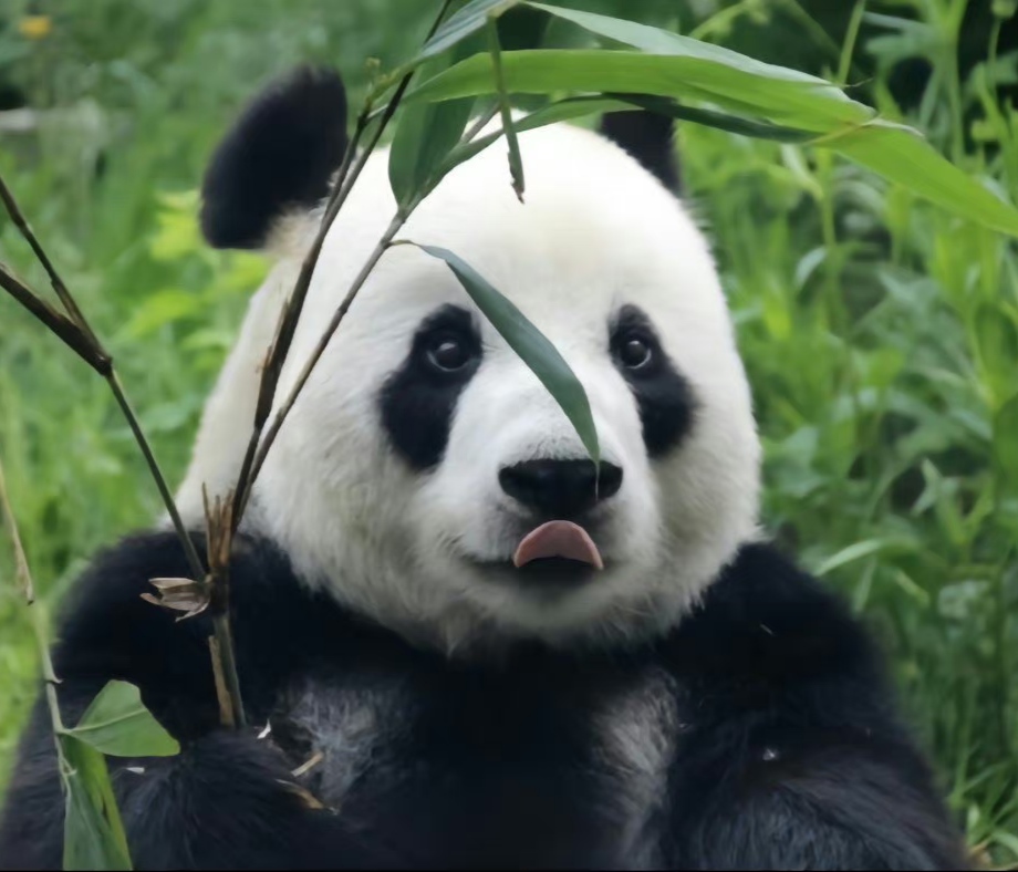 大熊猫飞云:我们简直就是萌妹的代表词!